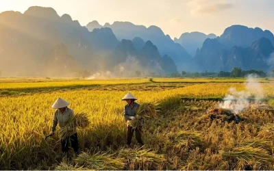 Rice: The World’s Grain, The Local Harvest